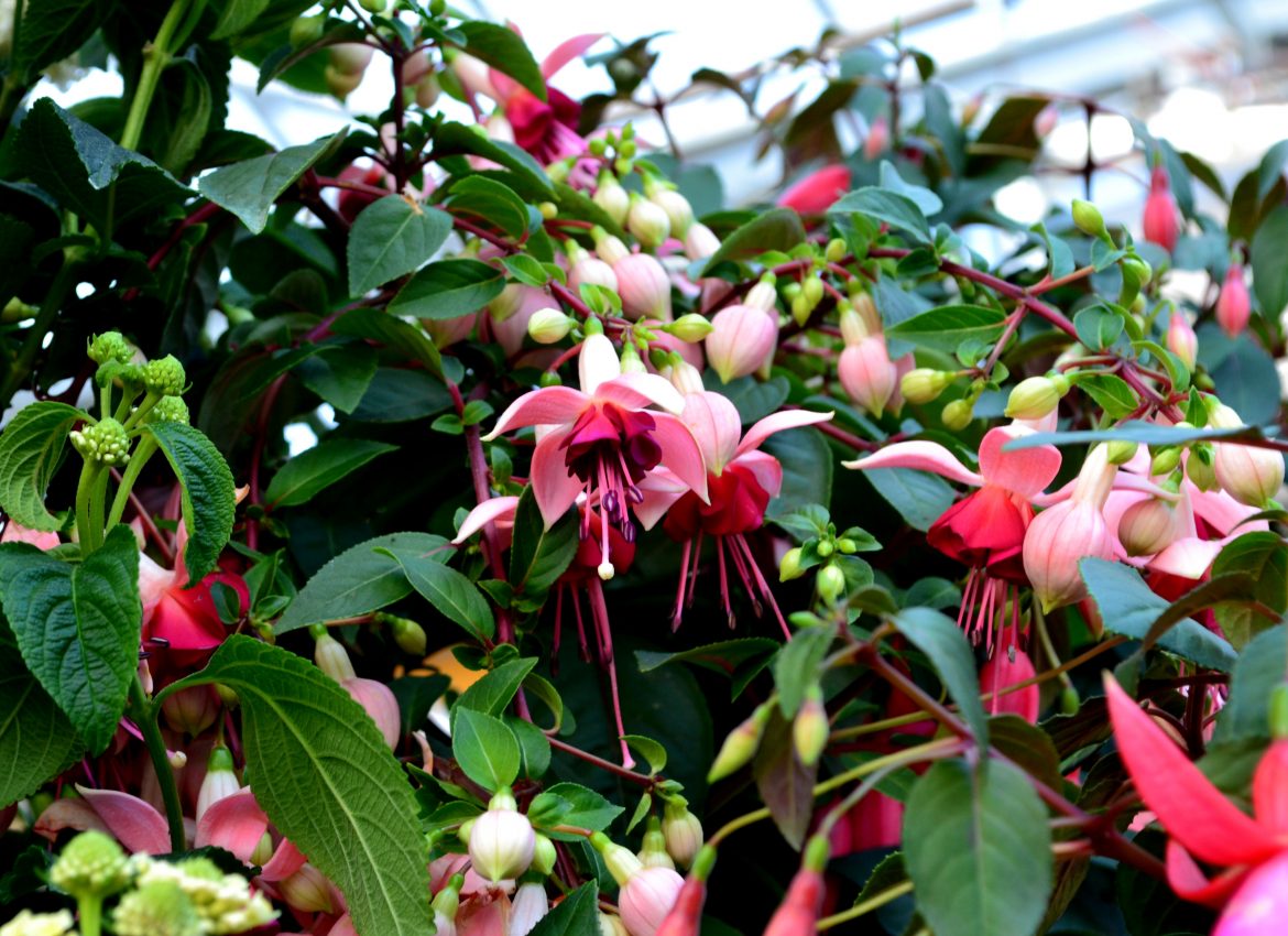 The Best Annuals for Shade