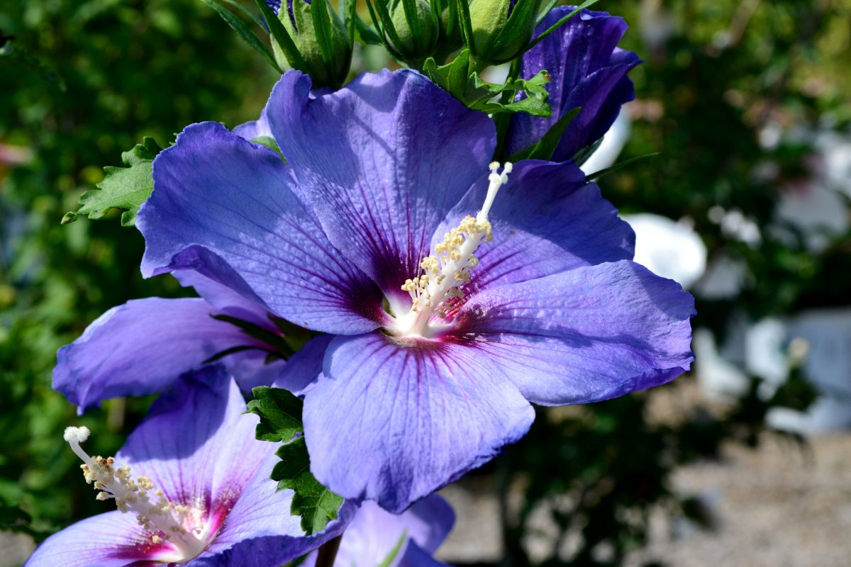 Summer Flowering Shrubs
