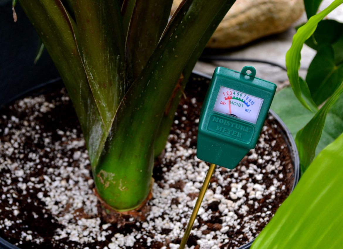 Perfect Back to School Houseplants