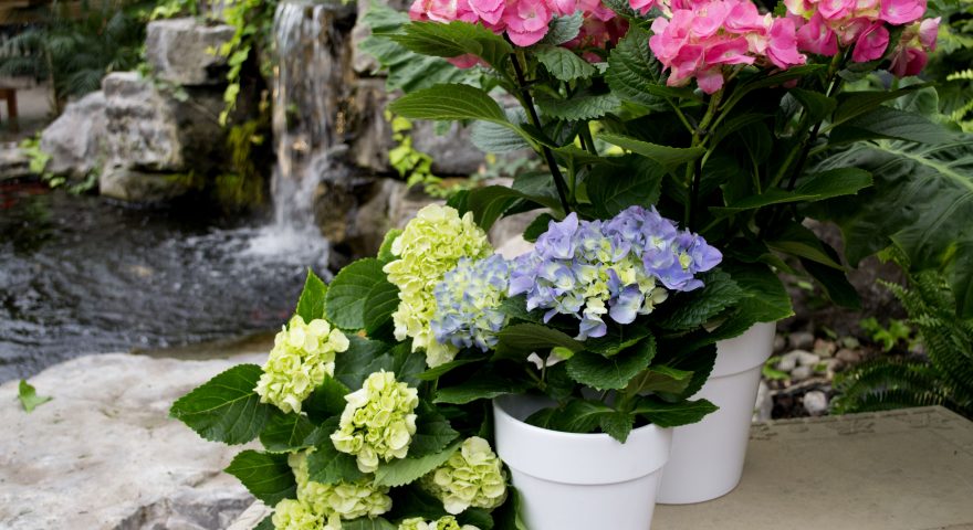 How to Take Care of Easter Flowers