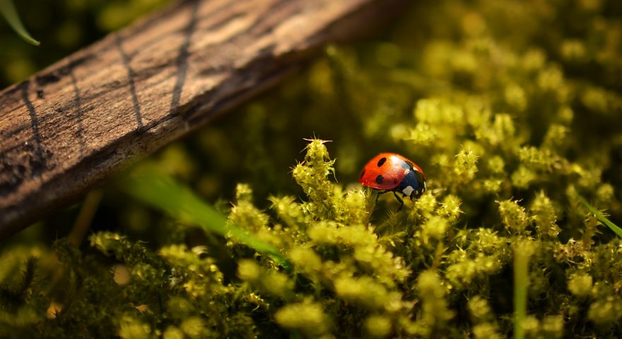 3 Beneficial Bugs for the Garden