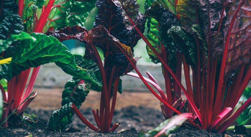 Direct Sowing Seeds for April