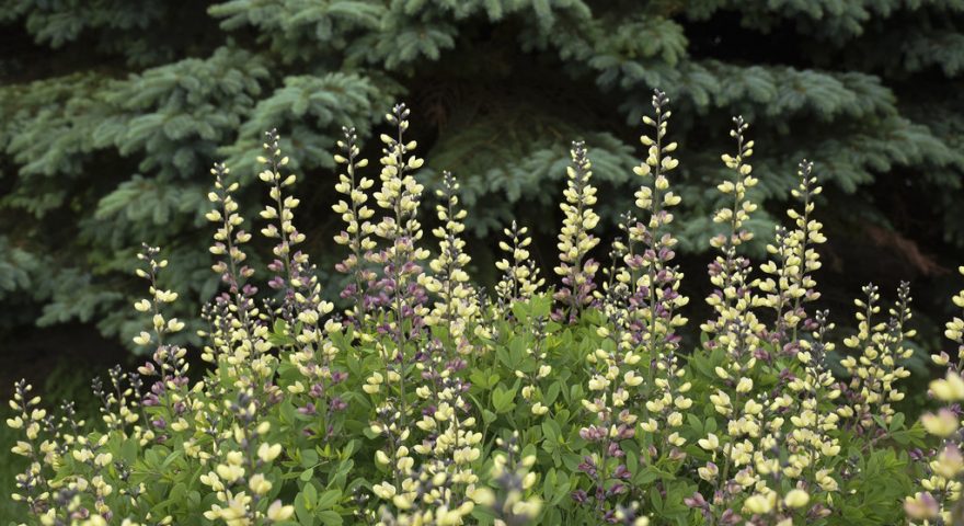 New Perennials for 2020