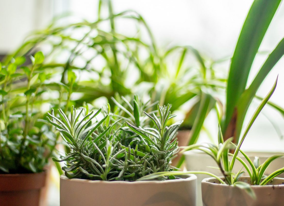 How to Grow a Culinary Herb Garden