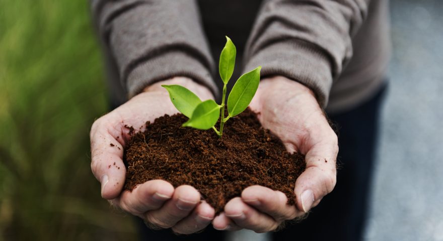 Fertilizer for Healthy Plants