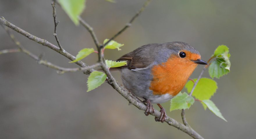Attracting Birds To Your Garden