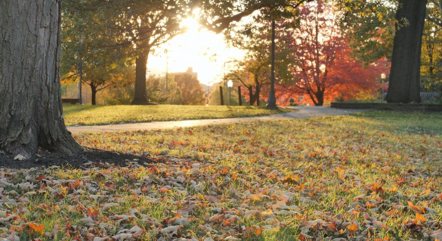 Winter Lawn And Garden Prep