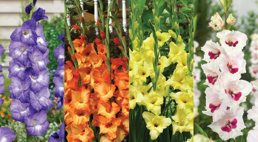 Gladiolus flowers