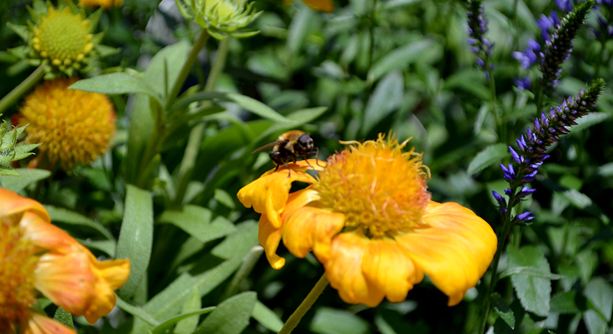 blanketflowerwithbee