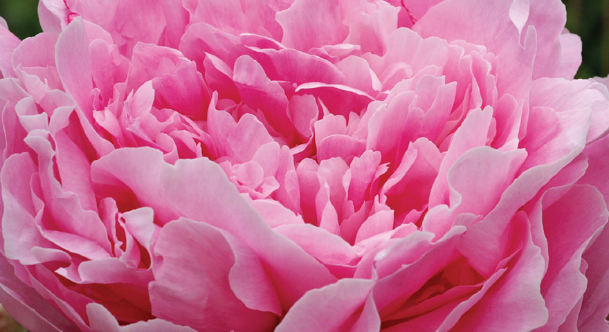 peony_Cover_blog