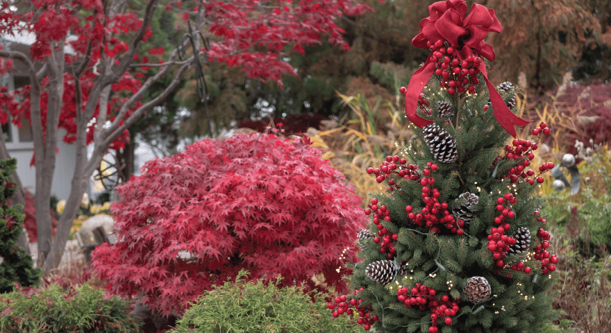 live potted Christmas trees
