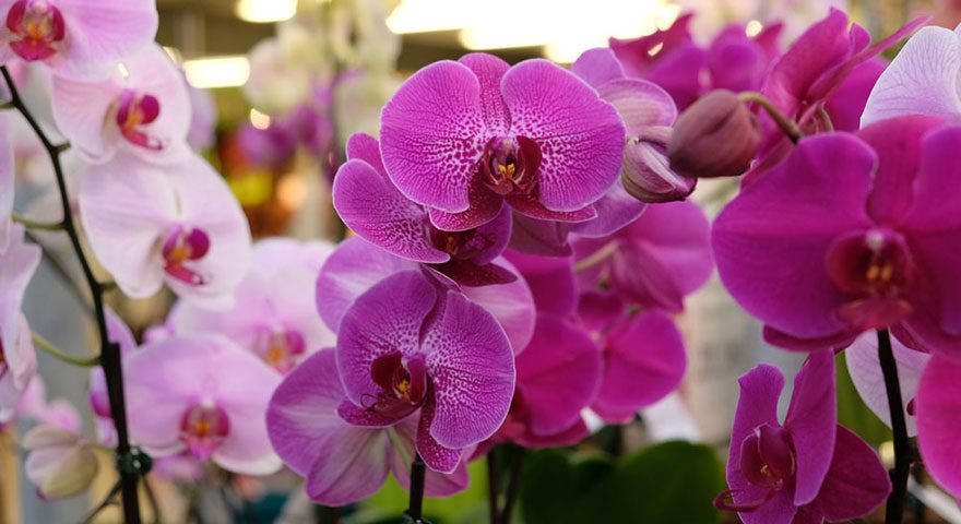Phalaenopsis Cover